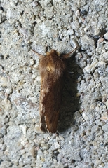 Ptilophora plumigera