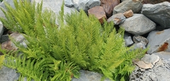 Athyrium americanum