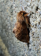 Ptilophora plumigera