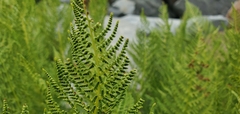 Athyrium americanum