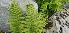 Athyrium americanum