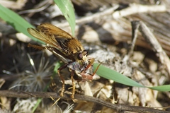 Asilus crabroniformis