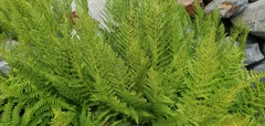 Athyrium americanum