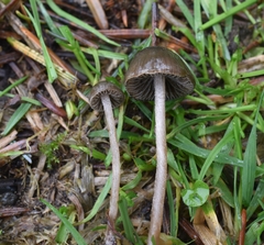 Panaeolus olivaceus