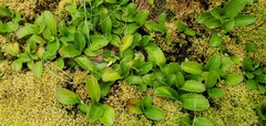 Leptarrhena pyrolifolia