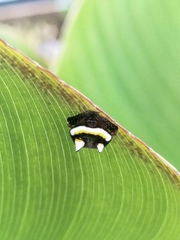 Poecilopachys australasia