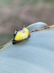 Poecilopachys australasia