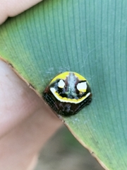 Poecilopachys australasia