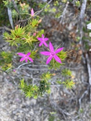 Calytrix