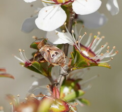 Eupolemus angularis