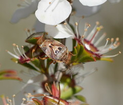 Eupolemus angularis
