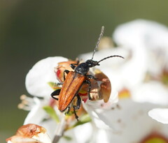 Lepturidea deplanchei