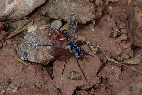 Mintho compressa