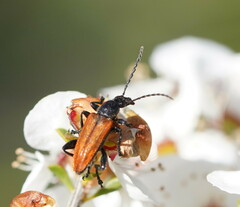 Lepturidea deplanchei