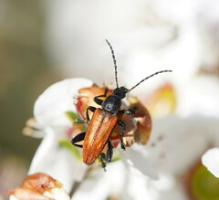 Lepturidea deplanchei