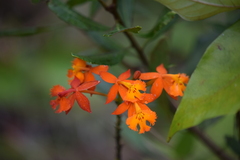 Epidendrum radicans
