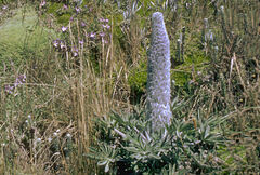Lupinus alopecuroides