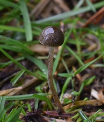 Panaeolus olivaceus