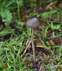 Panaeolus olivaceus