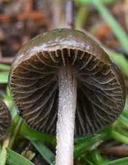 Panaeolus olivaceus