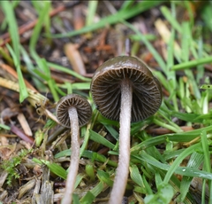 Panaeolus olivaceus