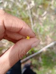 Cicendia quadrangularis