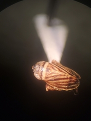 Anoscopus flavostriatus