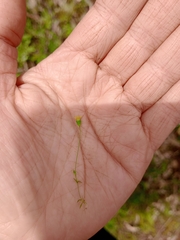 Cicendia quadrangularis