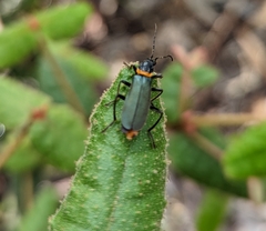 Chauliognathus lugubris
