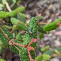 Chauliognathus lugubris