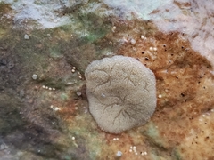 Ephydatia fluviatilis