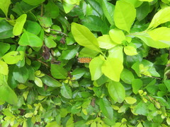 Duranta erecta