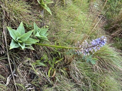 Merwilla plumbea