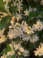 Trachelospermum jasminoides