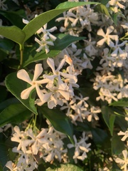 Trachelospermum jasminoides