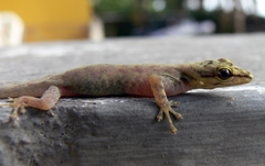 Lygodactylus thomensis thomensis
