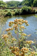 Pentanema squarrosum