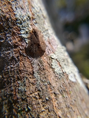 Ricaniidae