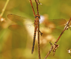 Hemicordulia continentalis