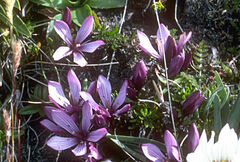 Gentianella cerastioides