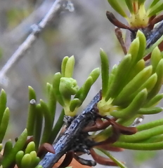 Eriophyes adenostomae