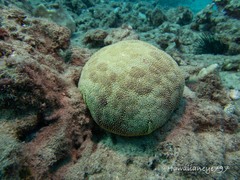 Culcita novaeguineae