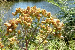 Pentanema squarrosum