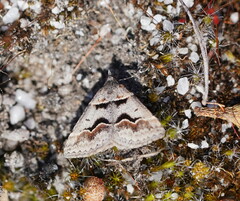 Dichromodes atrosignata