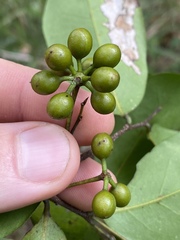 Huberantha nitidissima