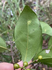 Huberantha nitidissima