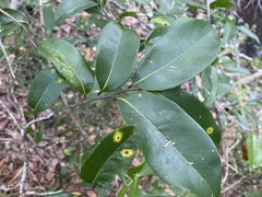 Huberantha nitidissima
