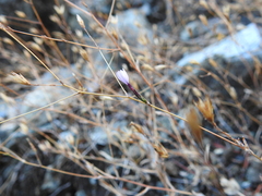 Lessingia micradenia micradenia