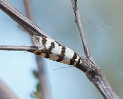 Philobota impletella