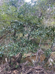 Huberantha nitidissima